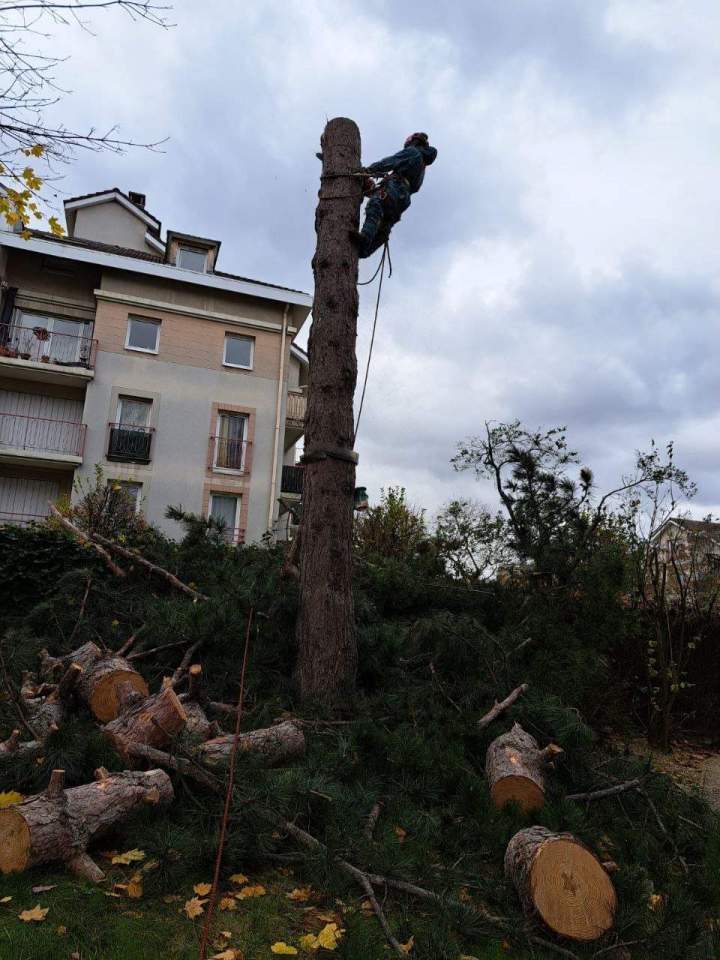 Élagage de sécurité Alfortville