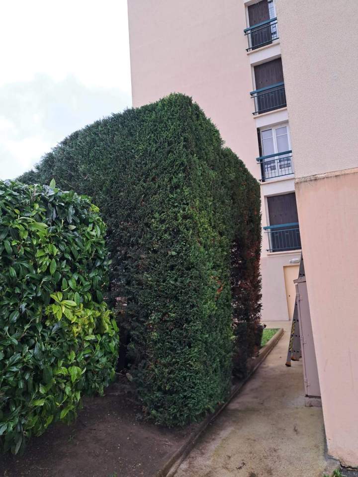 Élagage haie haute Alfortville