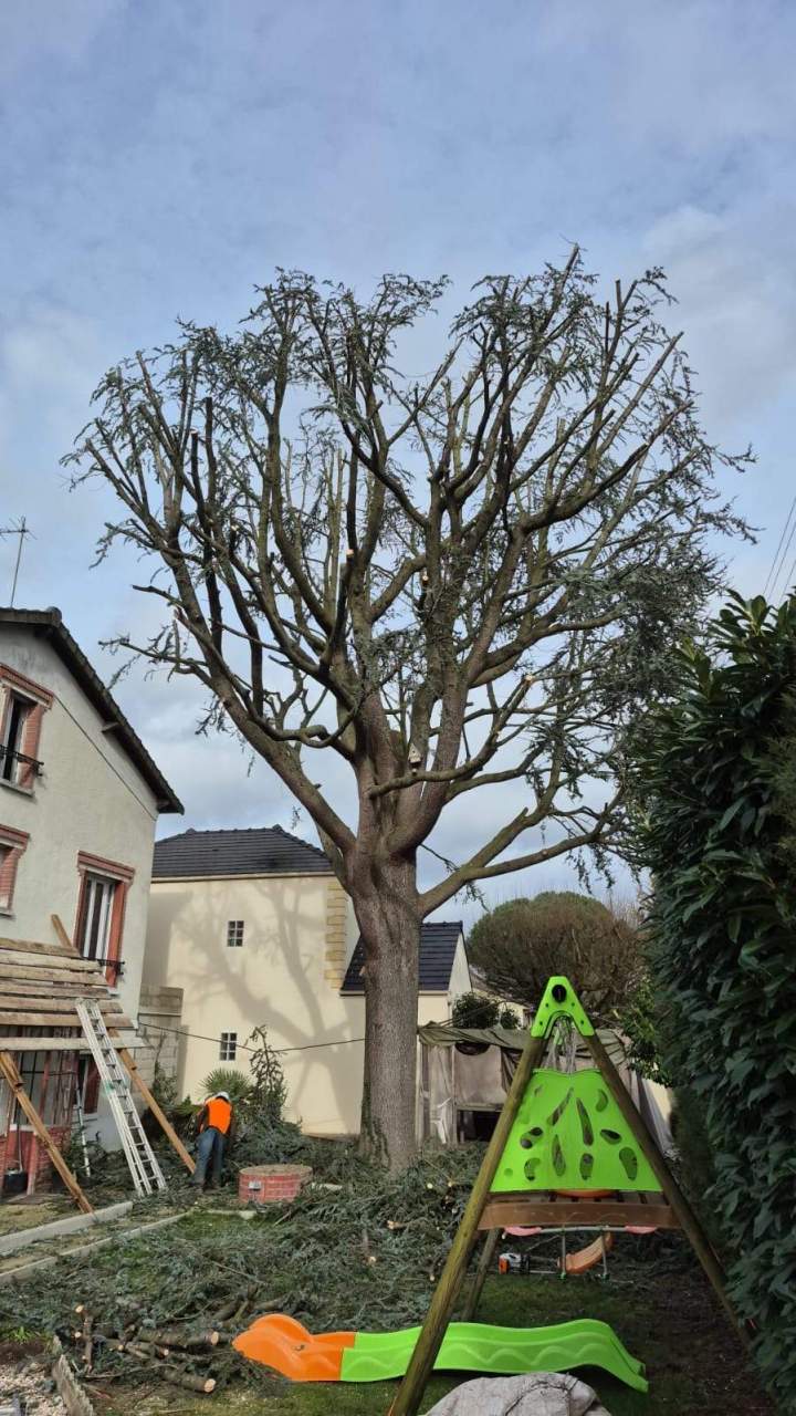 Taille de haies Alfortville