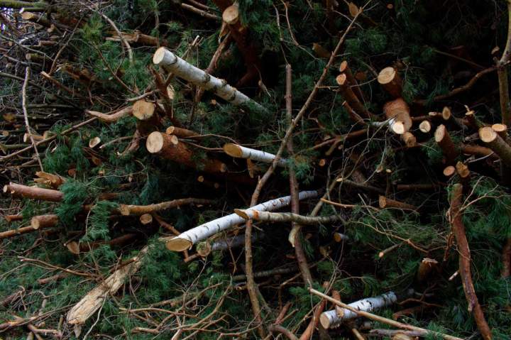 Élagage d'arbres Saint-Maur-des-Fossés