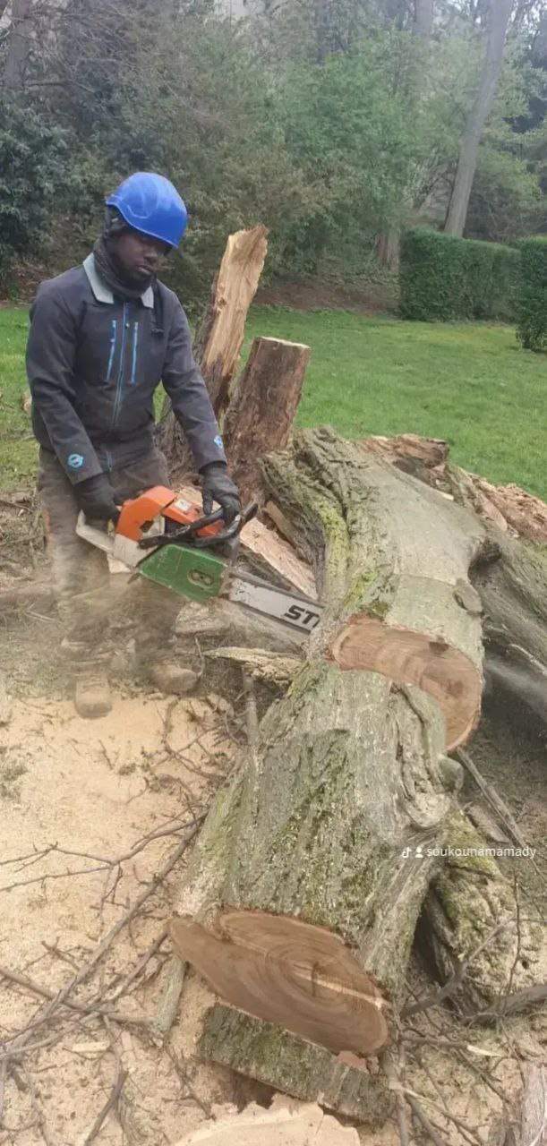 Extraction de souches d'arbres après abattage