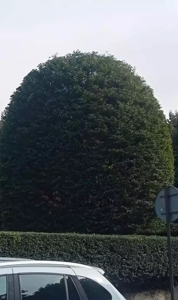 Taille soignée de vos haies et arbustes de jardin
