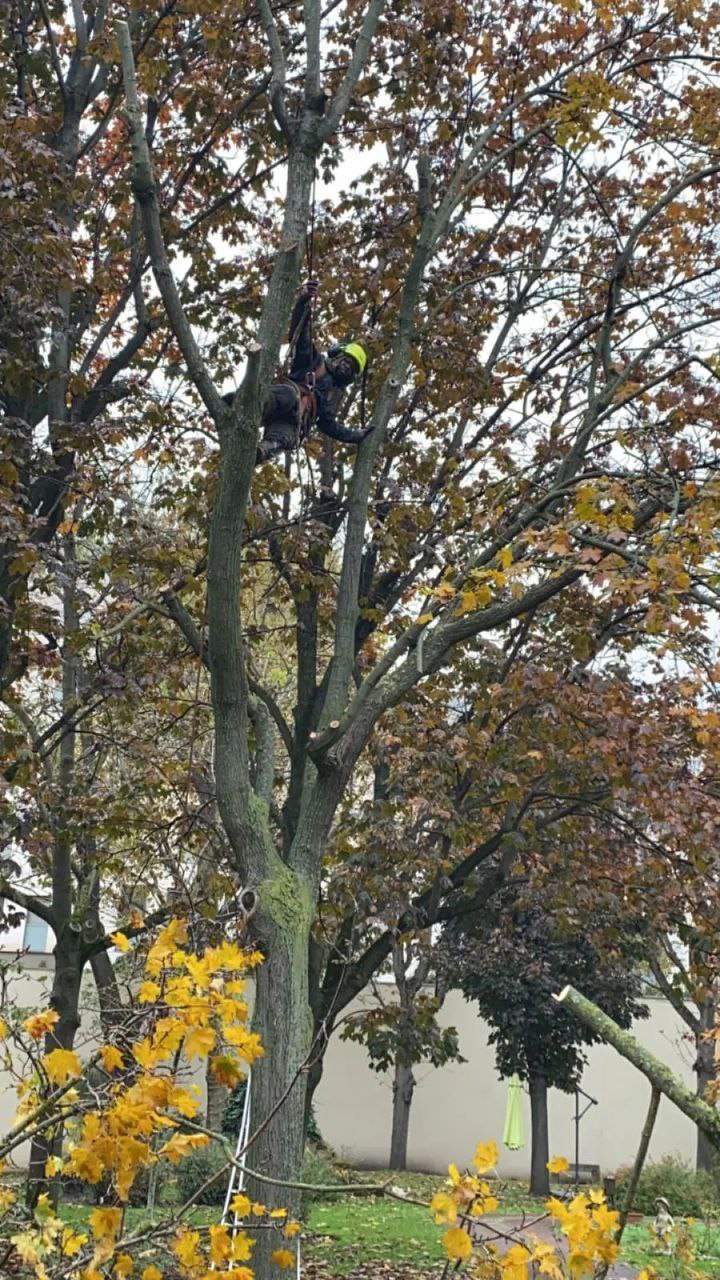 Extraction de racines Alfortville